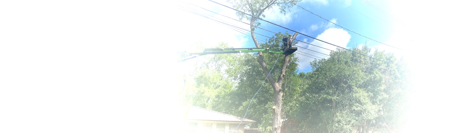 Advanced Tree Removal crew working from an aerial lift beside a mature tree