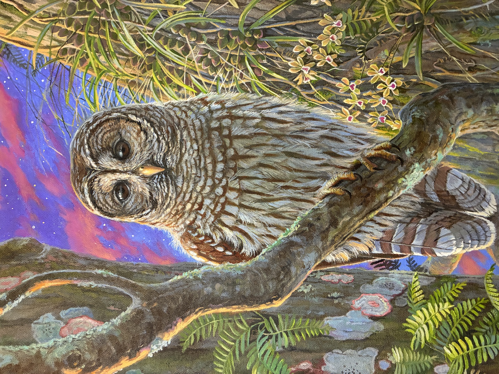 A barred owl in a richly colored woodland