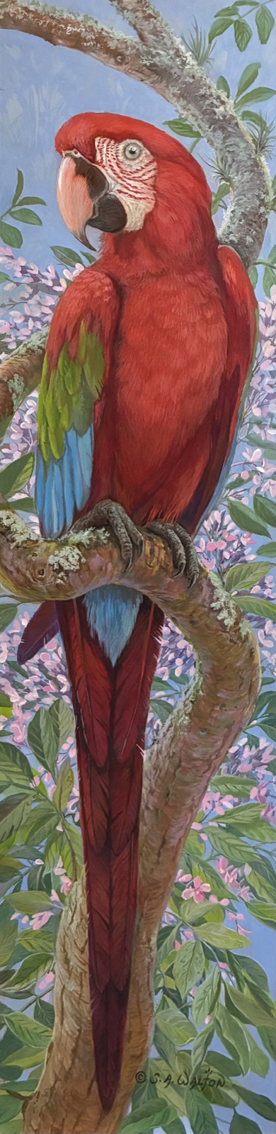 A green-wing macaw among flowering branches