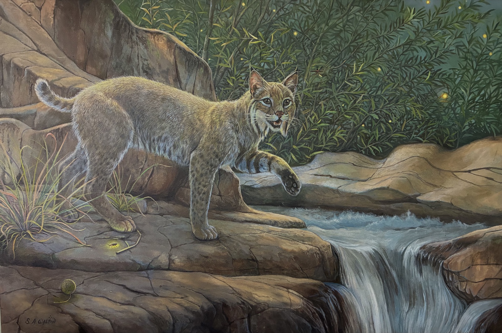 A bobcat crossing rocks beside moving water