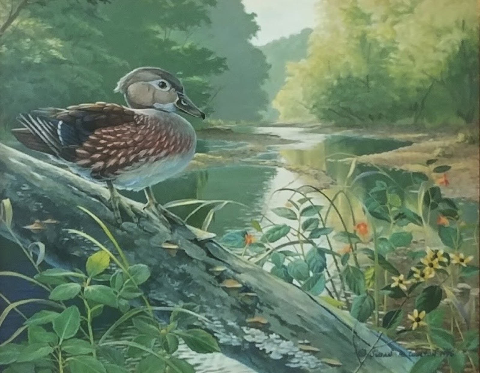 A wood duck beside a quiet woodland stream