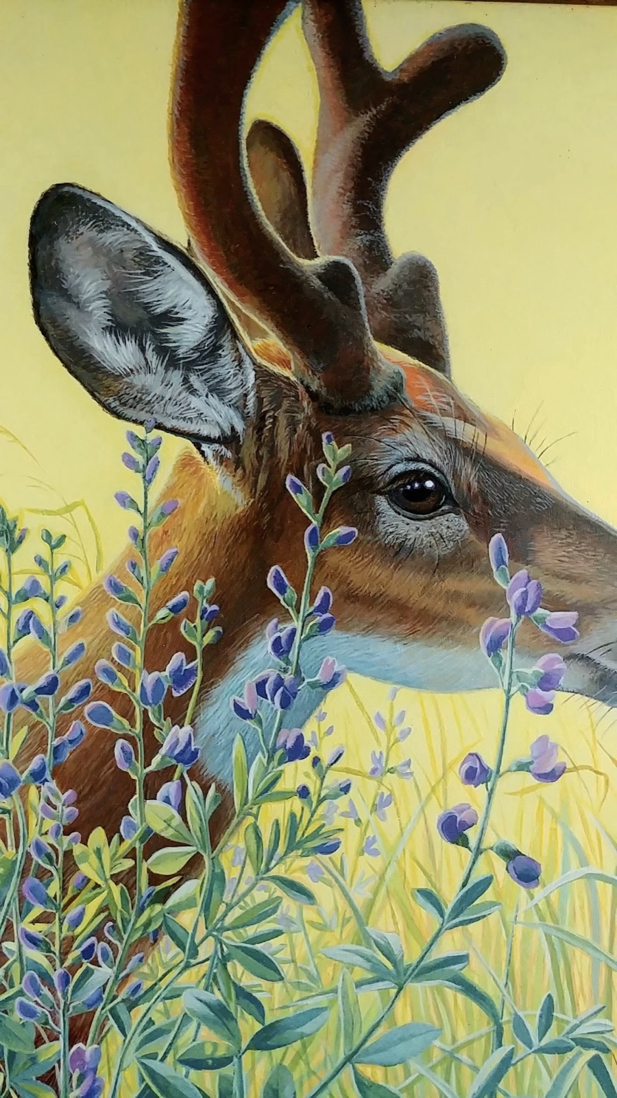 A whitetail deer among blue wildflowers