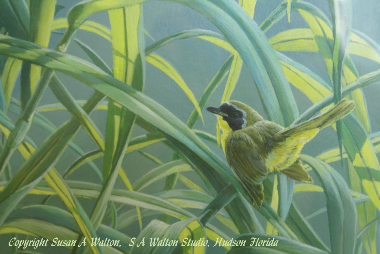 A common yellowthroat among tall green leaves