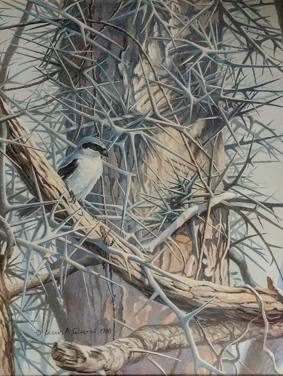 A loggerhead shrike among winter branches