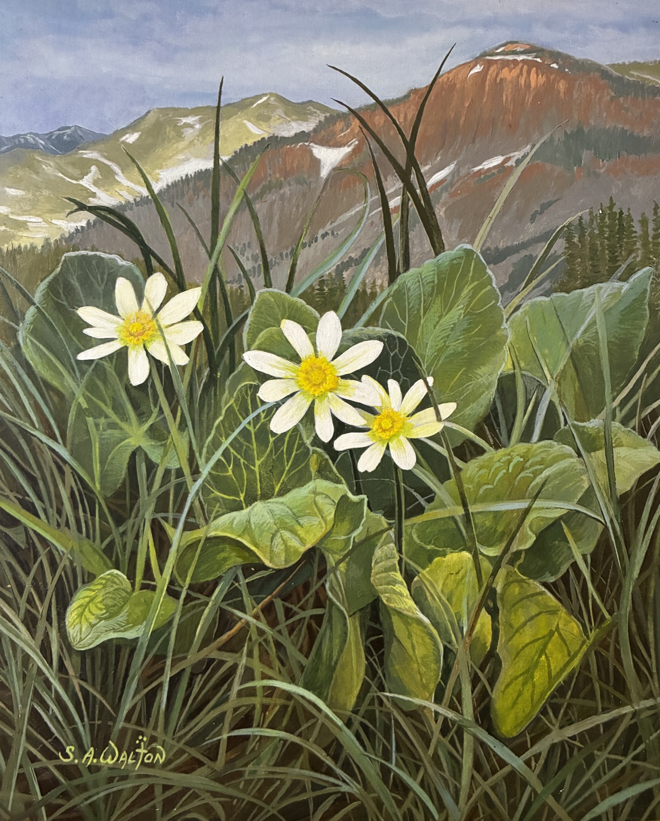 An alpine landscape with white flowers in the foreground