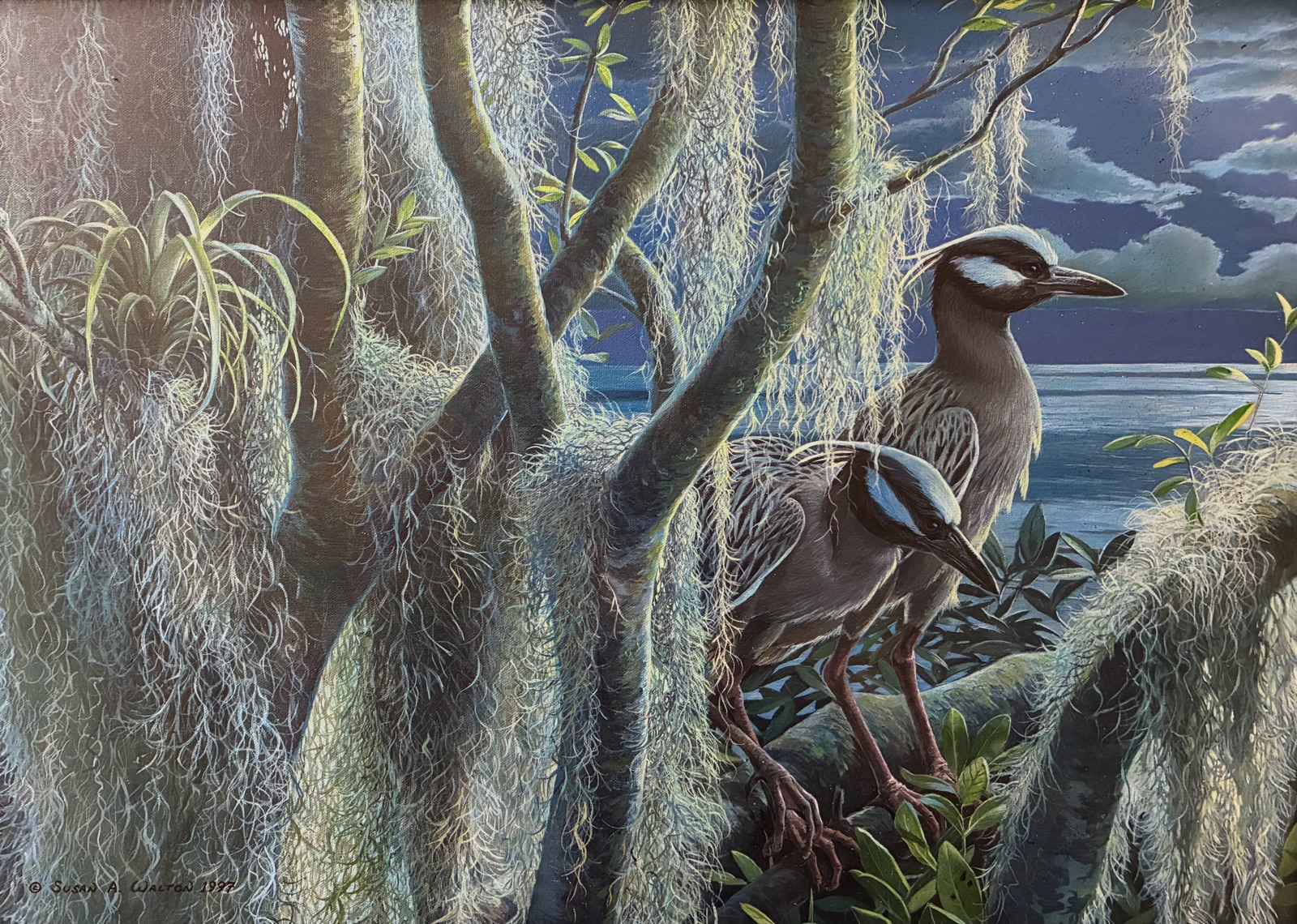 Two yellow-crowned night herons among moss-draped trees