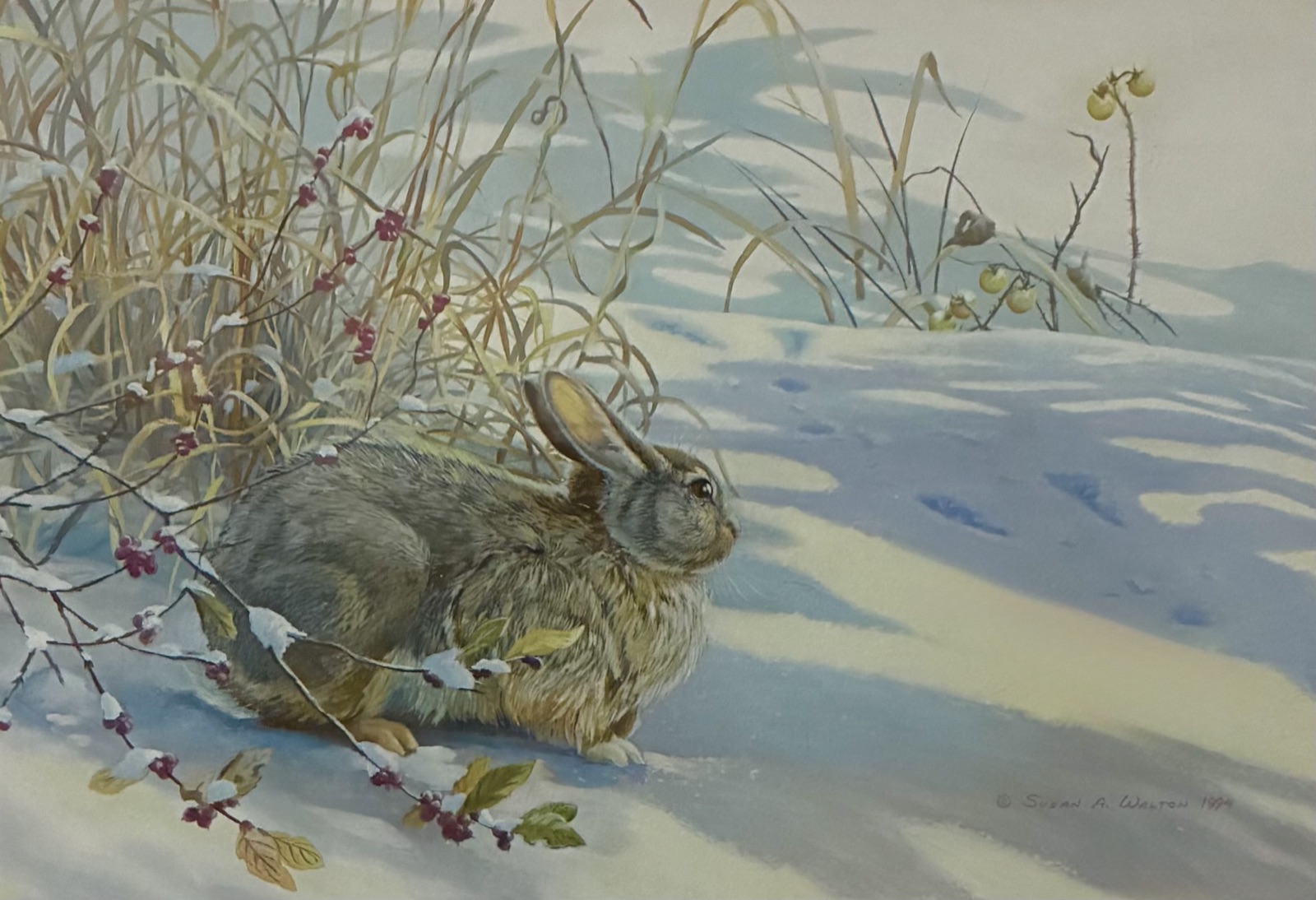 An eastern cottontail rabbit in snow