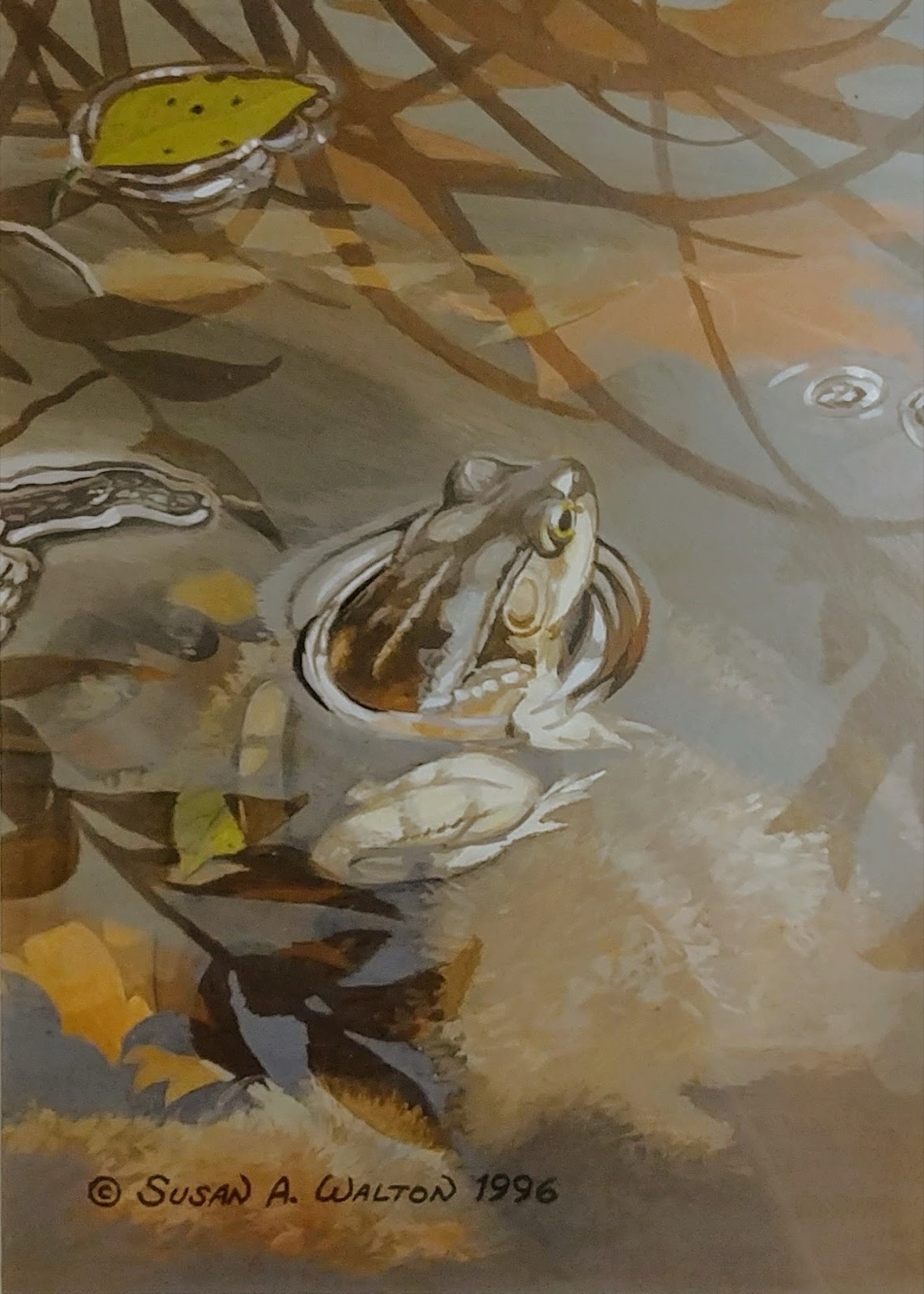 A wood frog at the water's surface