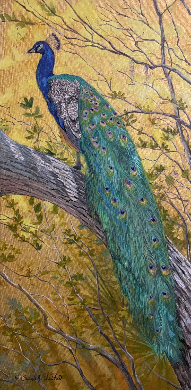 A peacock against an autumn woodland