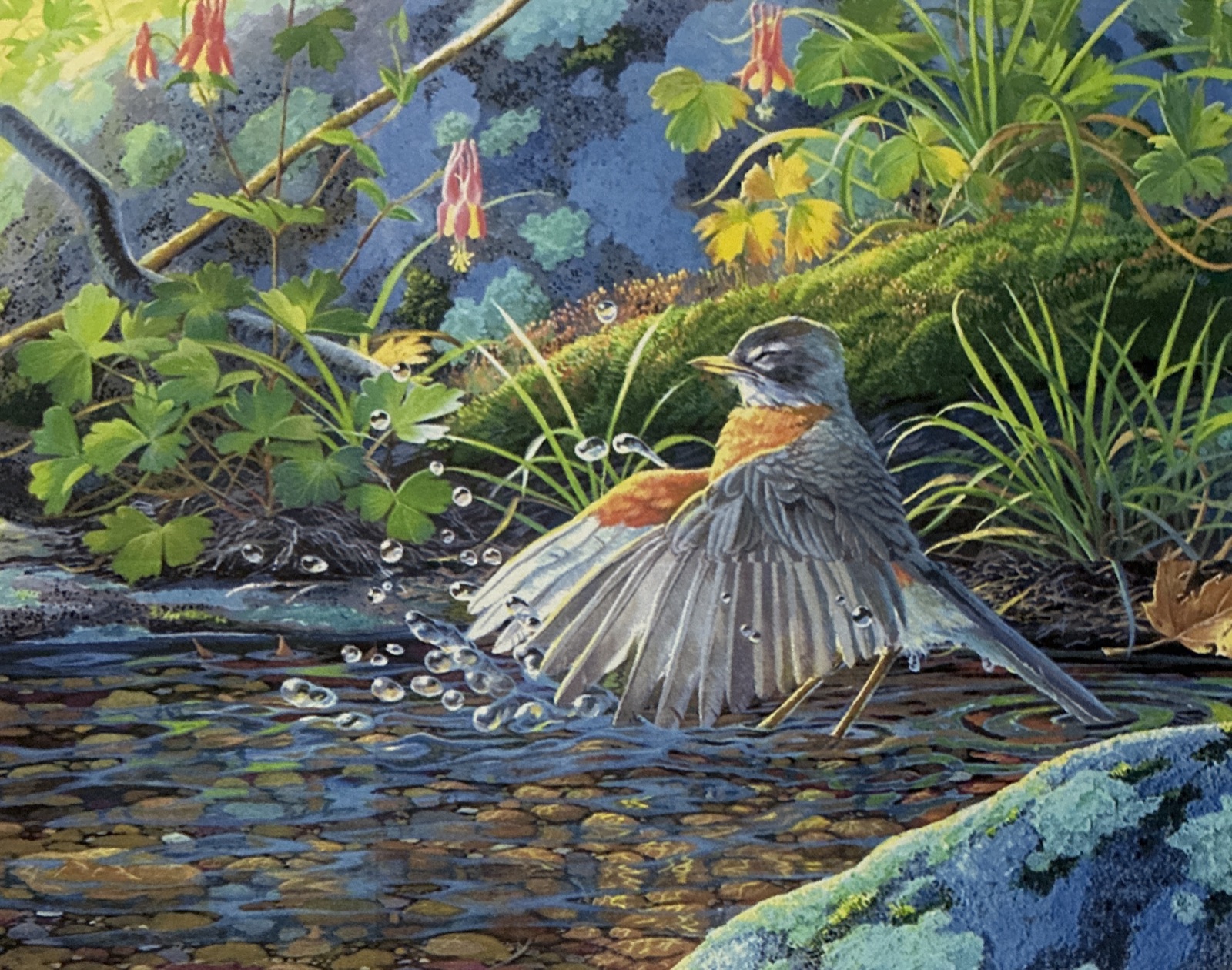An American robin bathing in a woodland stream
